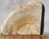 Bargain Bin F Slab 182