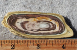 Royal Imperial 250