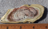 Royal Imperial 244