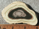 Royal Imperial 231