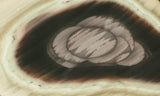 Royal Imperial 231