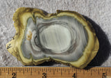 Royal Imperial 249