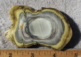 Royal Imperial 249