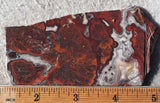 Mexican Crazy Lace Agate Rock Slab 394