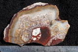 Mexican Crazy Lace Agate Rock Slab 425
