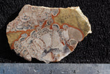 Mushroom Jasper Slab 44