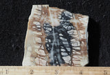 Picasso Stone Rock Slab 280