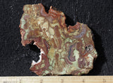 Spiderweb Jasper Slab 83