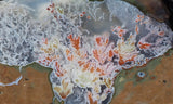 Priday Plume Agate  Rock Slab 16