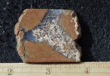 Priday Plume Agate  Rock Slab 28