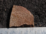 Dinosaur Bone Rock Slab 432