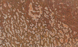 Dinosaur Bone Rock Slab 443