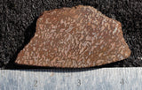 Dinosaur Bone Rock Slab 430