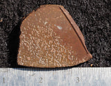 Dinosaur Bone Rock Slab 434