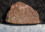 Dinosaur Bone Rock Slab 445
