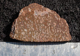 Dinosaur Bone Rock Slab 445