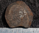 Dinosaur Bone Rock Slab 439