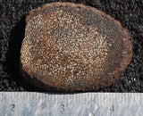 Dinosaur Bone Rock Slab 490