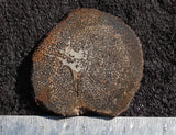 Dinosaur Bone Rock Slab 447