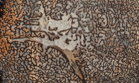 Dinosaur Bone Rock Slab 447
