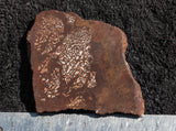 Dinosaur Bone Rock Slab 450