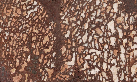 Dinosaur Bone Rock Slab 450