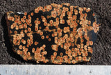 Peanut Obsidian Rock Slab 285
