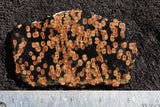 Peanut Obsidian Rock Slab 25