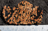 Peanut Obsidian Rock Slab 288