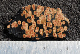 Peanut Obsidian Rock Slab 299