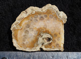 Agatized Fossil Coral Rock Slab 25