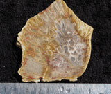 Agatized Fossil Coral Rock Slab 27