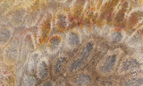 Agatized Fossil Coral Rock Slab 23