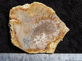 Agatized Fossil Coral Rock Slab 23