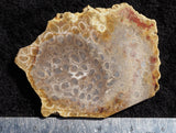 Agatized Fossil Coral Rock Slab 21