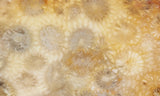Agatized Fossil Coral Rock Slab 22