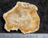Agatized Fossil Coral Rock Slab 22