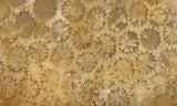 Agatized Fossil Coral Rock Slab 24