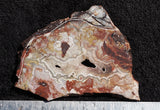 Mexican Crazy Lace Agate Rock slab 0207