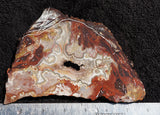 Mexican Crazy Lace Agate Rock slab 0204