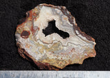 Mexican Crazy Lace Agate Rock slab 0205