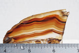 Montana Agate Rock Slab 293