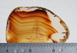 Montana Agate Rock Slab 196