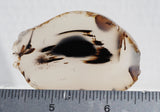 Montana Agate Rock Slab 172