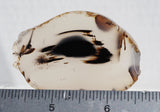 Montana Agate Rock Slab 172