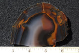 Piranha Slab 81