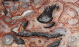 Australian Crazy Lace Slab 437