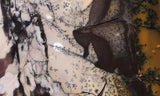 Burro Creek Agate Rock Slab 74