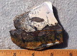Burro Creek Agate Rock Slab 71