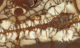 Spiderweb Jasper Slab 75
